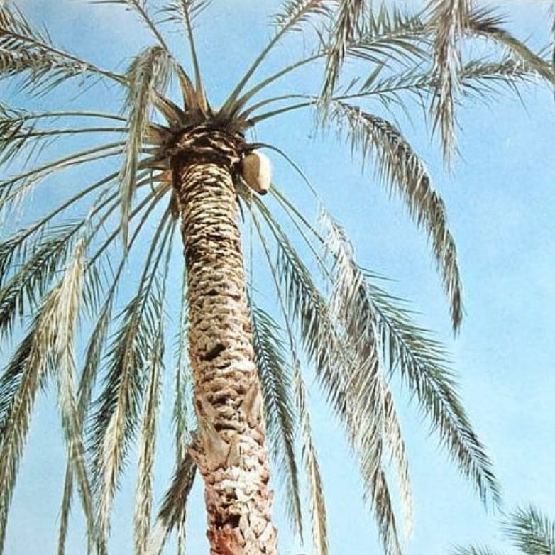 Boho Palm Singleørering